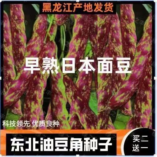 豆角种子早熟豆角种子早熟