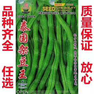 泰国架豆王东北豆角籽四季高产芸豆种子正宗无筋无柴早熟蔬菜种子