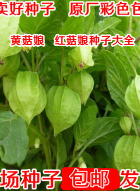 果儿洋姑娘新鲜东北散装种子