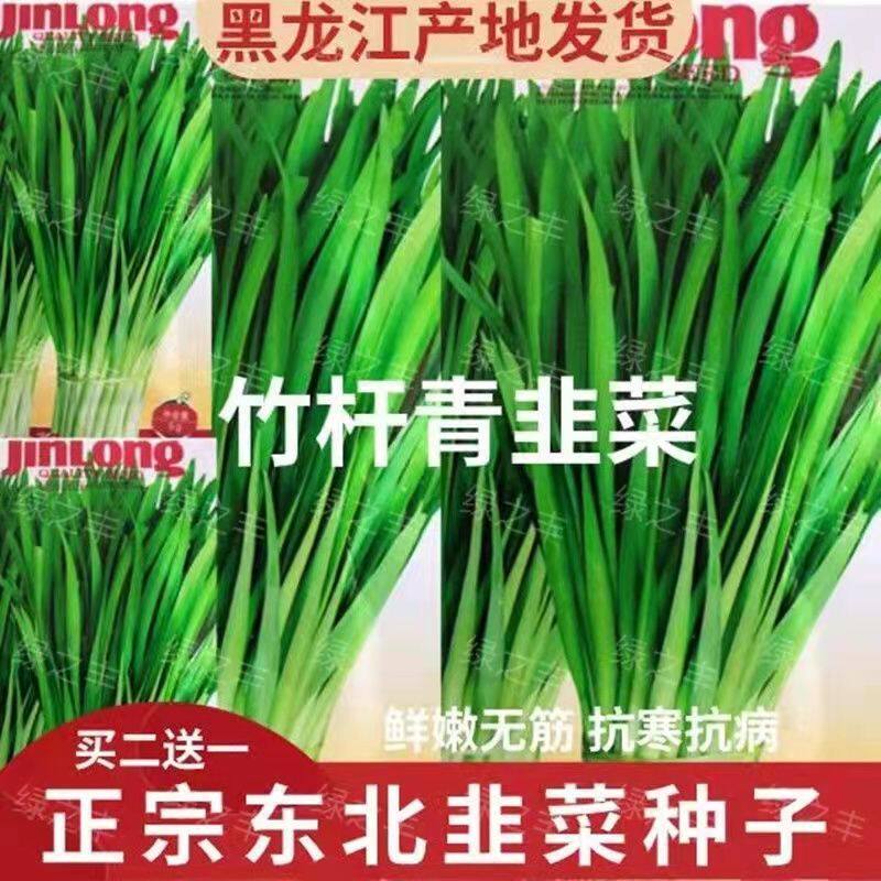 韭菜种子东北韭菜籽四季播种割茬收获易种高产抗病阳台盆栽大田