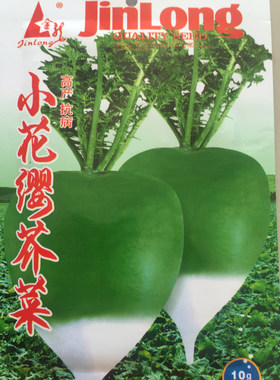 疙瘩秋季蔬菜种子