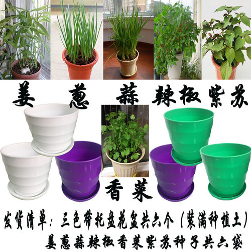 diy生姜葱蒜紫苏阳台微观盆景