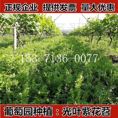 鼠茅草毛苕子果园绿肥