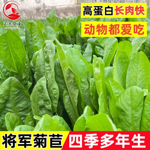 将军菊苣多年生四季蛋白牧草