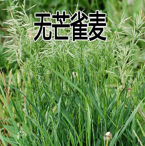 进口牧草种子 无芒雀麦种子 南北方草籽 牧草 耐寒品种