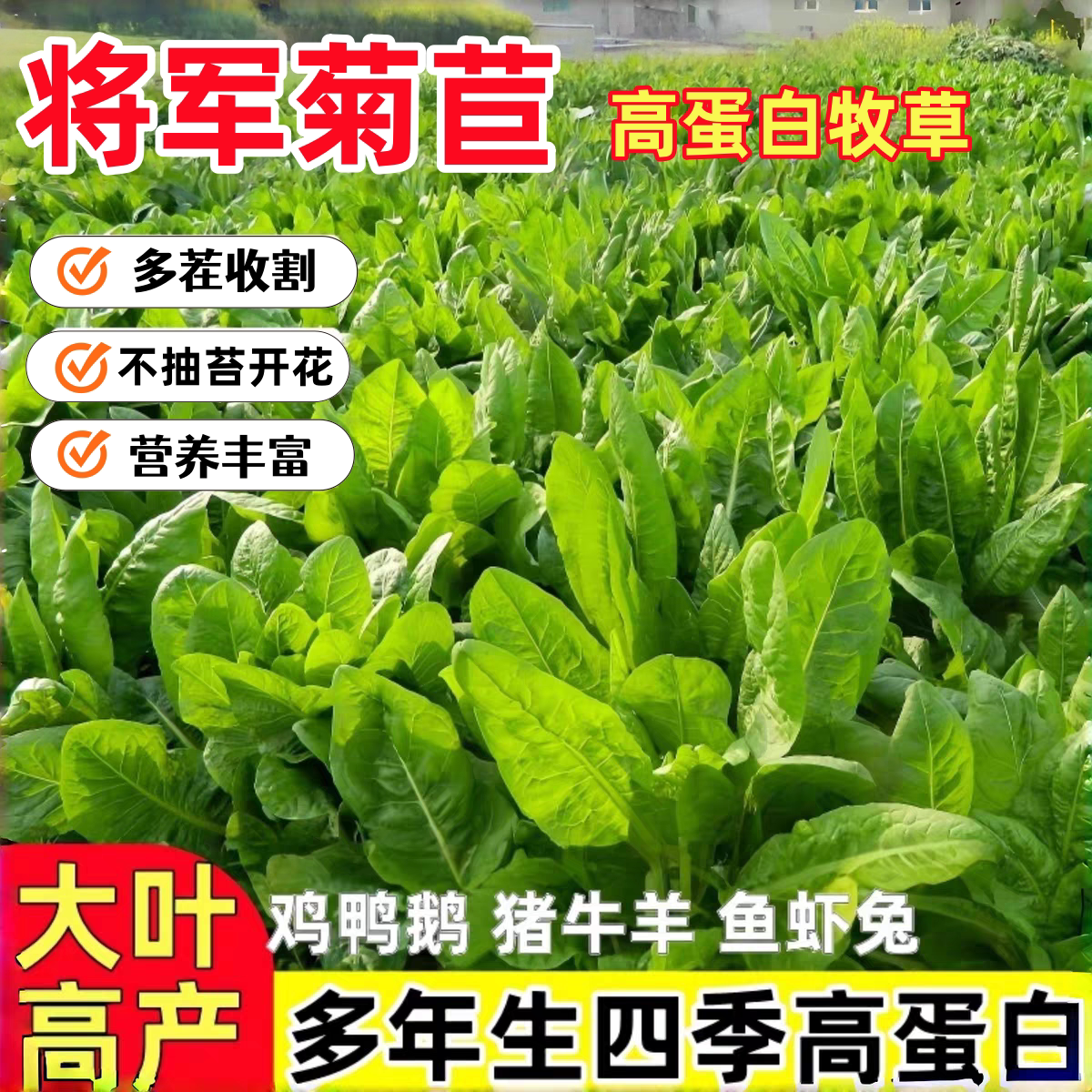 将军大叶菊苣草种籽养殖四季牧草种子羊牛兔鸡鸭鹅猪菜种孑子再生