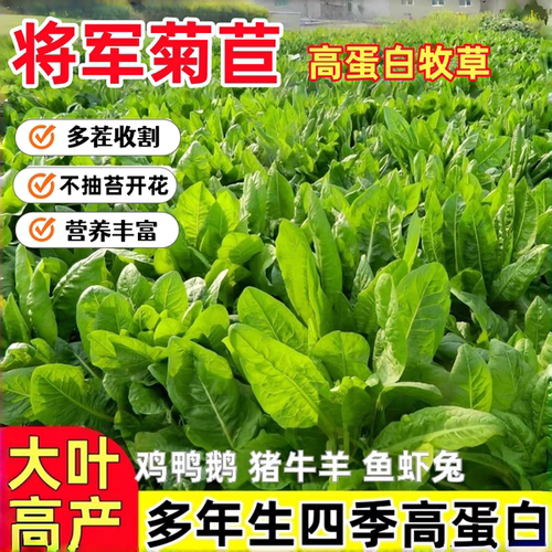 将军大叶菊苣草种籽养殖四季牧草种子羊牛兔鸡鸭鹅猪菜种孑子再生