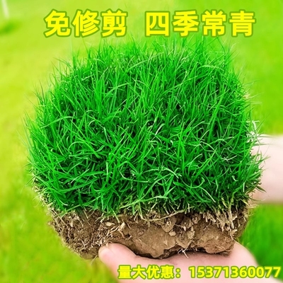 草坪种子黑麦草狗牙根护坡籽四季