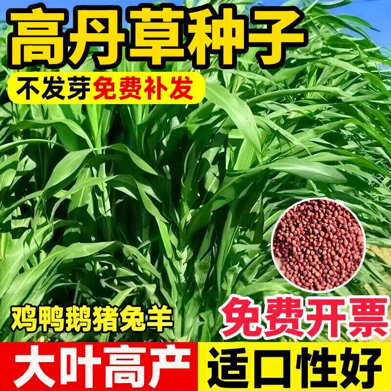 进口高产高丹王草牧草种子四季苏丹草种籽养殖喂猪牛羊鸭鹅鱼草籽