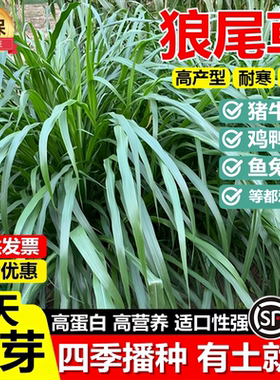 杂交狼尾草牧草种子南方多年生四季高产耐旱耐寒牛羊鹅兔子草种籽
