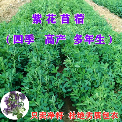 多年生紫花苜蓿种籽高蛋白草籽猪牛羊兔鸡鸭鹅鱼四季高产牧草种子
