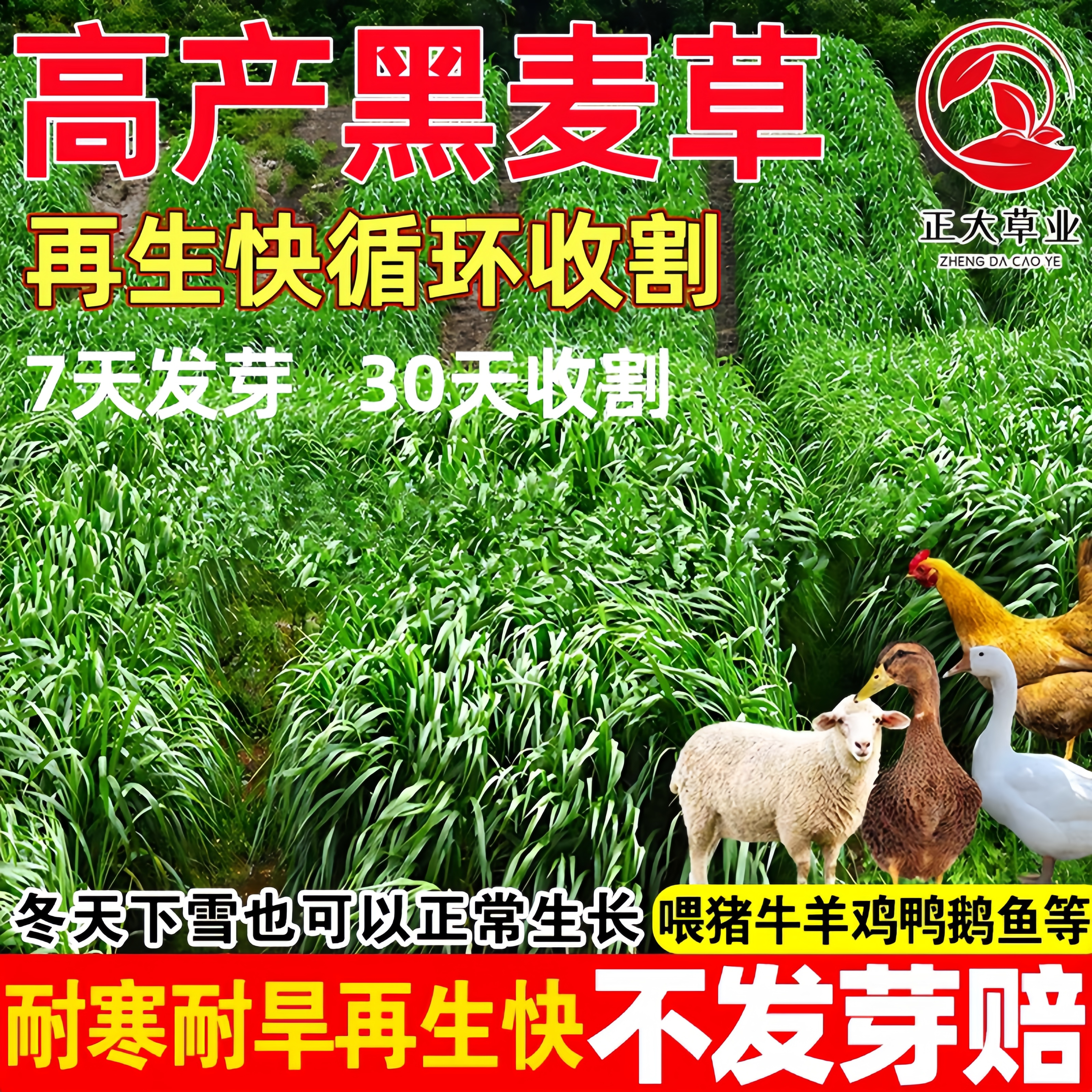 耐寒黑麦草种子鱼草种籽牧草种子多年生喂养畜牧牛羊草种籽四季青