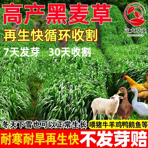 四季黑麦草种子牛羊草鱼草种籽