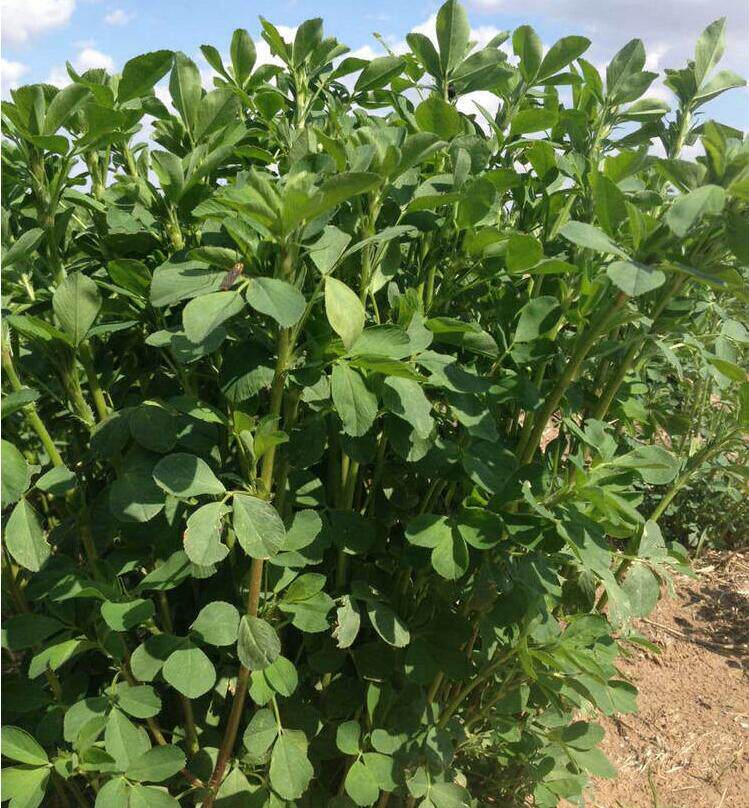 三得利紫花苜蓿草种籽多年生牧草种子养殖牛猪羊鸡鸭鹅兔鱼草