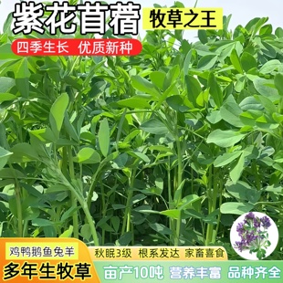 耐寒紫花苜蓿种籽四季高产多年生草籽畜牧养殖家禽鹅牛羊鱼草种籽