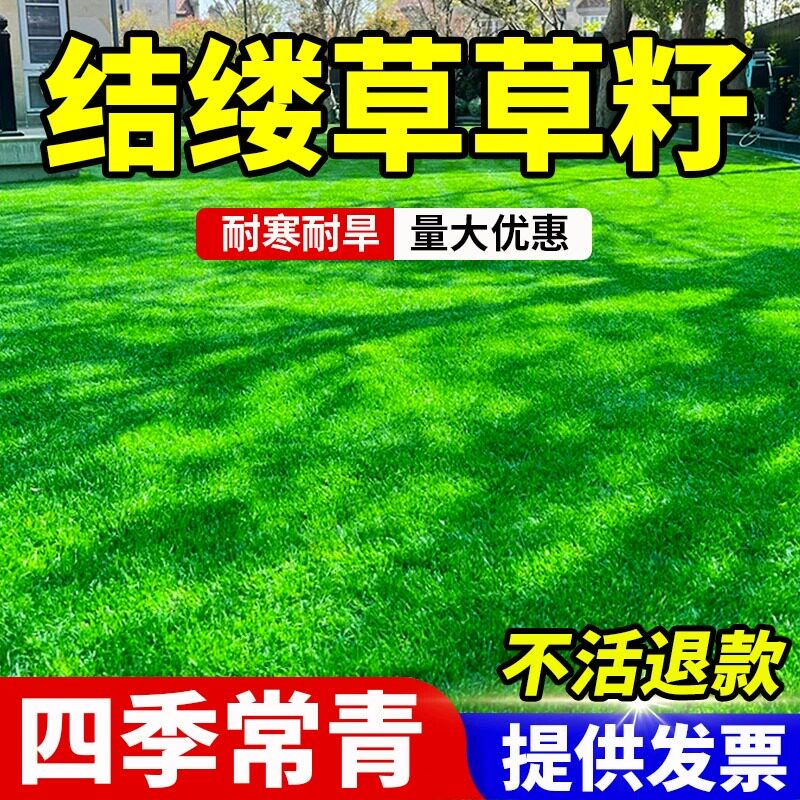 日本结缕草种子中华结缕草草籽四季青矮生耐践踏民宿露营草坪种籽