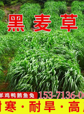 耐寒黑麦草种子鱼草种籽牧草种子多年生喂养畜牧牛羊草种籽四季青