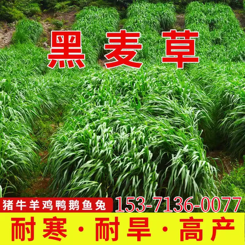 四季黑麦草种子牛羊草鱼草种籽