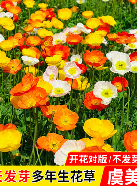 冰岛虞美人花种籽子四季播种开花耐寒室外花海东方虞美人花卉种孑