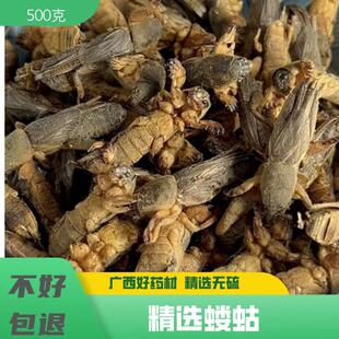 野生蝼蛄中药材正品特级正宗蝼蛄干地拉蛄天蝼土狗拉拉蛄药材500g