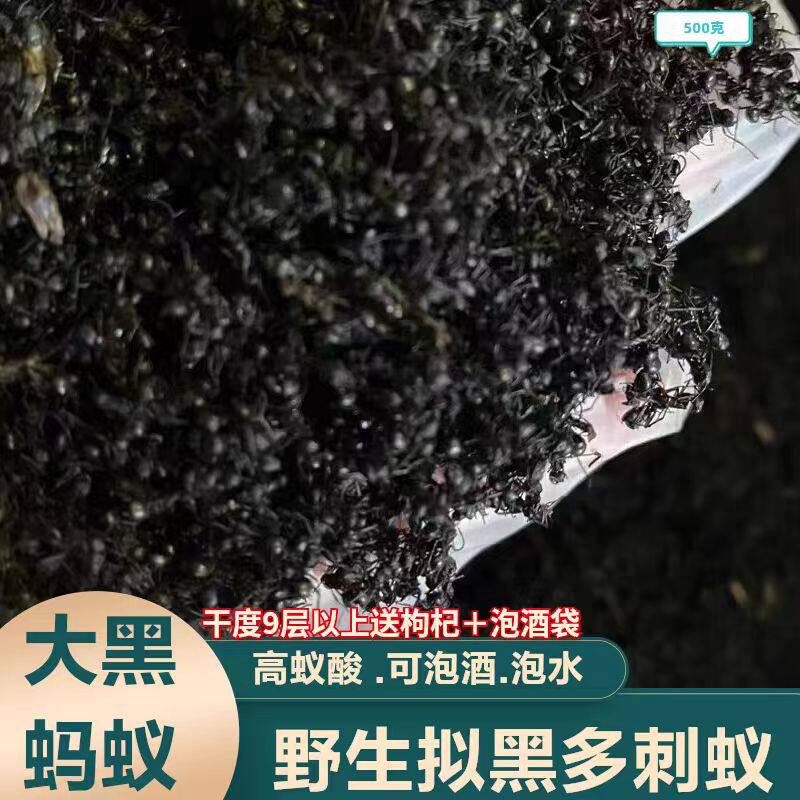 广西大黑蚂蚁干正品野生拟黑多刺蚁黑蚂蚁可食用泡酒料500g可磨粉
