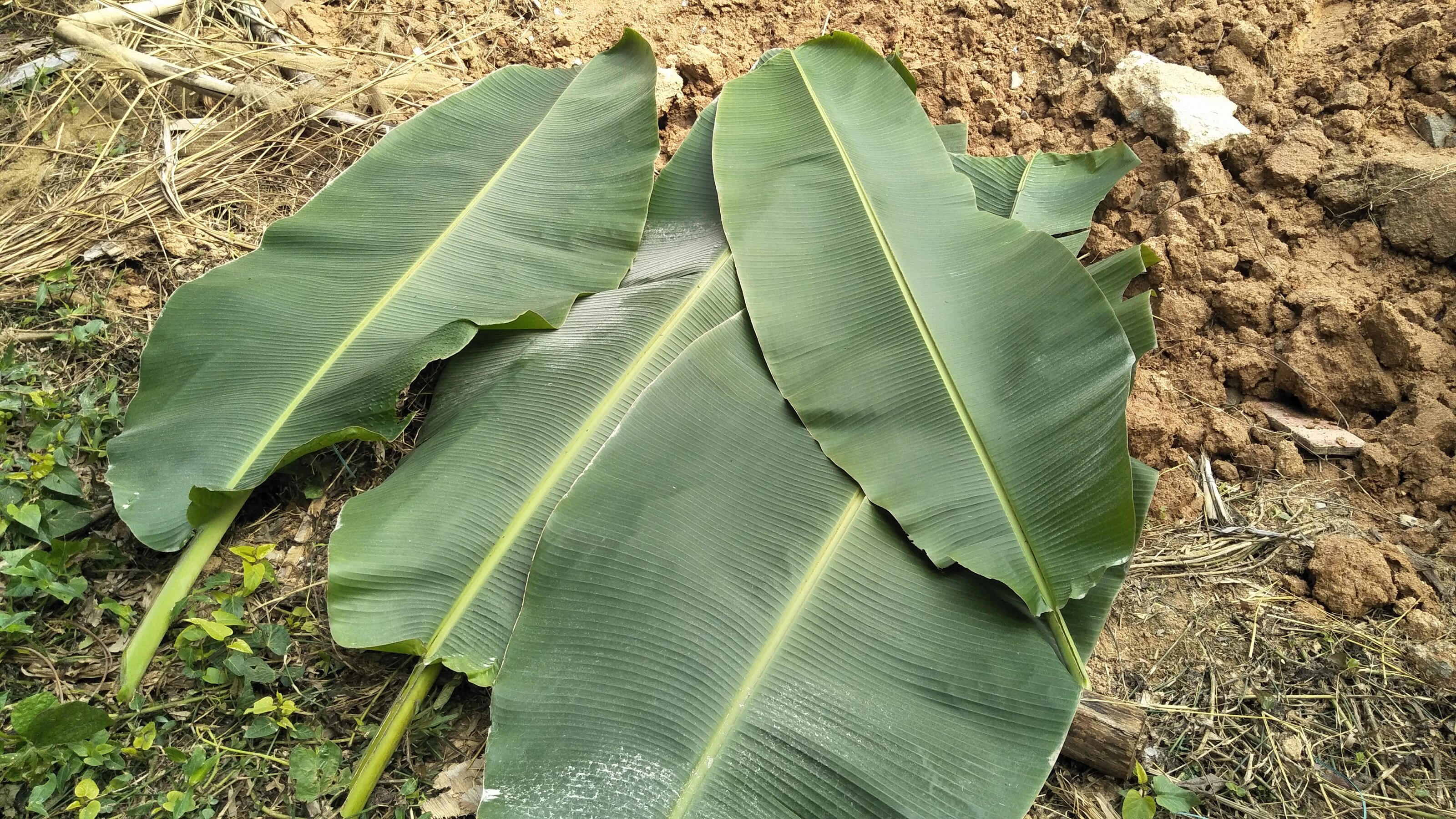 广东农家新鲜芭蕉叶粽叶香蕉叶米蕉叶子糍粑烧烤摆盘叶子5斤包邮