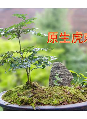 原生赣南小叶虎刺别名寿庭木绣花针老鼠刺高档桌面假山办公桌盆景