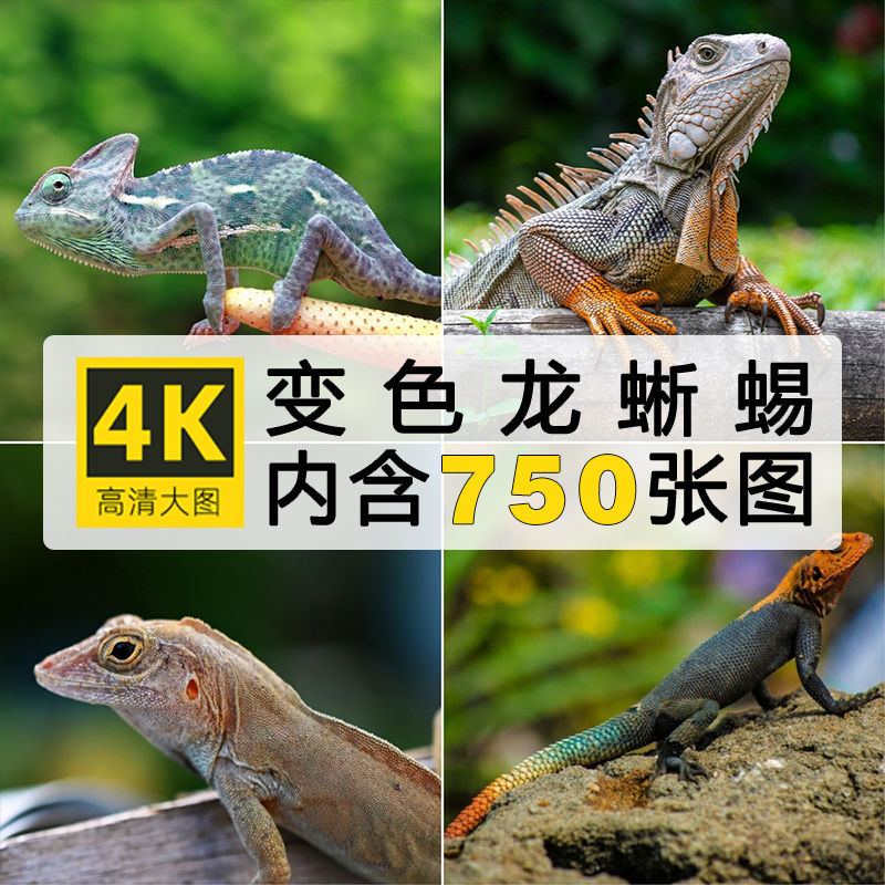 高清变色龙蜥蜴JPG图片四脚蛇大壁虎野生爬行冷血动物摄影PS素材