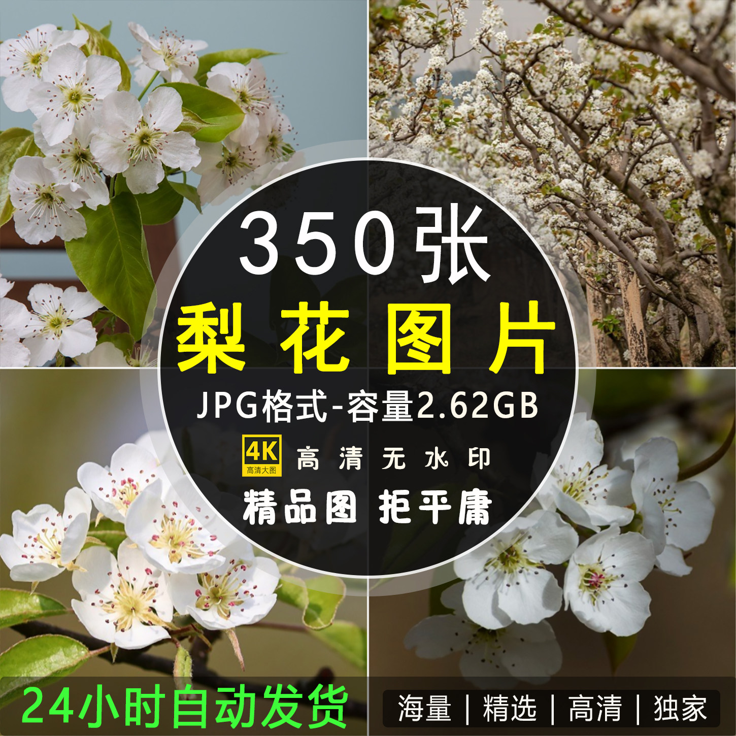 4K高清梨花图片 春天白色树花朵花卉植物摄影特写照片壁纸素材