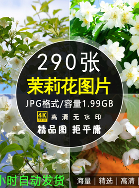 高清唯美茉莉花图片花卉植物4K摄影特写花朵花瓣壁纸ps背景素材