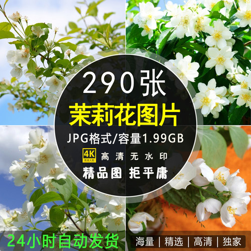 高清唯美茉莉花图片花卉植物4K摄影特写花朵花瓣壁纸ps背景素材