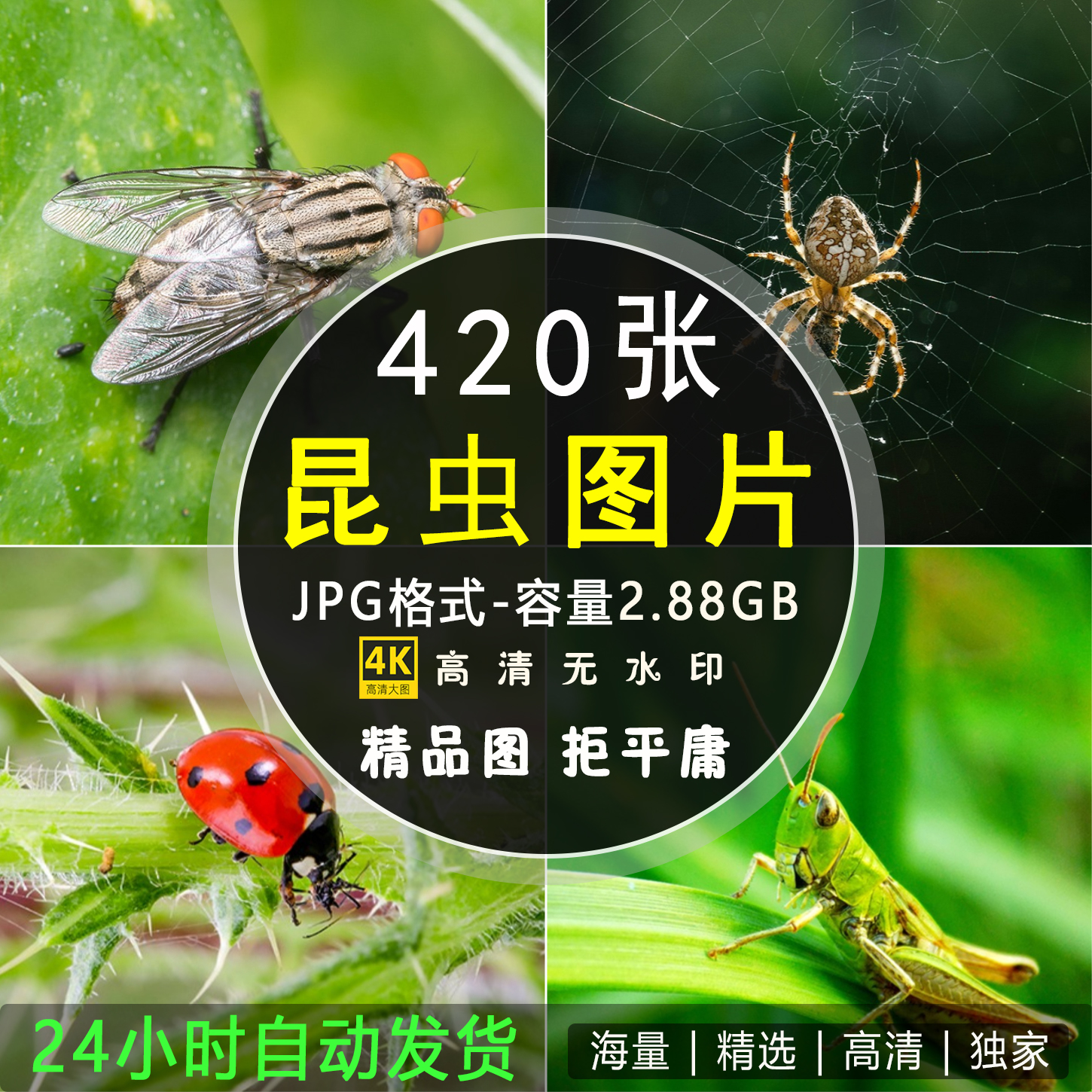 高清昆虫图片 蝴蝶蚂蚁蜜蜂摄影特写照照片临摹绘画JPG设计素材