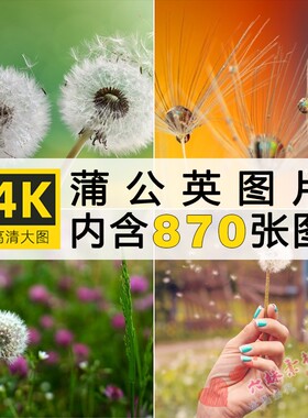 唯美蒲公英随风飘散飞舞特写花卉自然风景植物美景摄影图片照素材