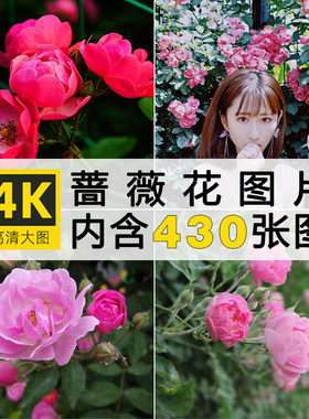 高清蔷薇花图片唯美花卉花朵花丛摄影照片电子版实拍壁纸ps素材