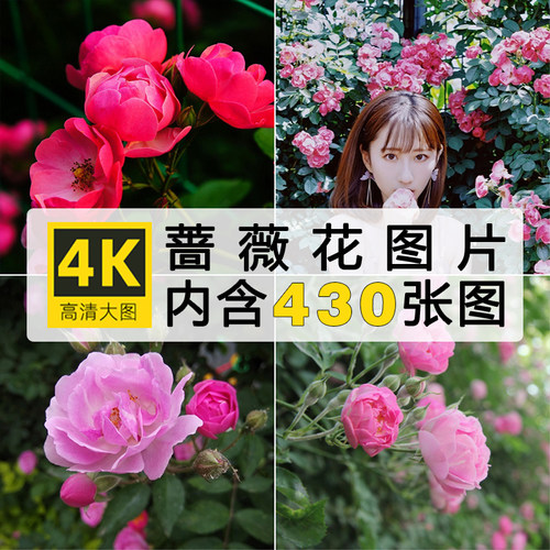 高清蔷薇花图片唯美花卉花朵花丛摄影照片电子版实拍壁纸ps素材