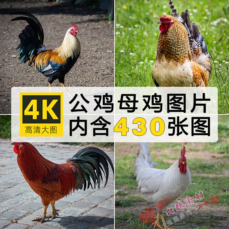 4K高清图片母鸡土鸡白羽鸡养鸡场鸡群家禽养殖饲养ps摄影实拍素材