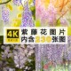 紫藤朱藤招藤花朵花卉图片素材4K高清壁纸ps设计美术绘画插画图库