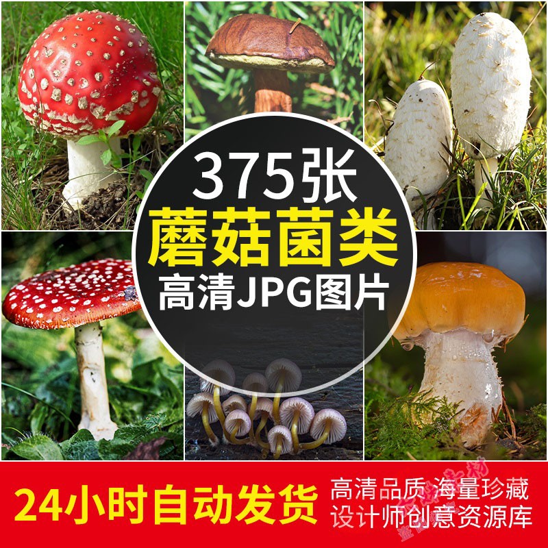 高清蘑菇图片自然风景植物摄影照片电脑壁纸绘画参考ps设计素材属于什么档次？
