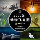 高清4K图库鸟类动物飞禽壁纸背景大图PS实拍摄影图片绘画参考素材