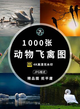 高清4K图库鸟类动物飞禽壁纸背景大图PS实拍摄影图片绘画参考素材