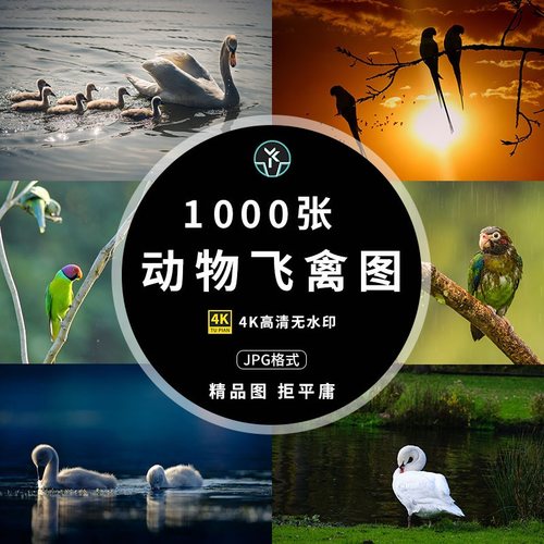 高清4K图库鸟类动物飞禽壁纸背景大图PS实拍摄影图片绘画参考素材