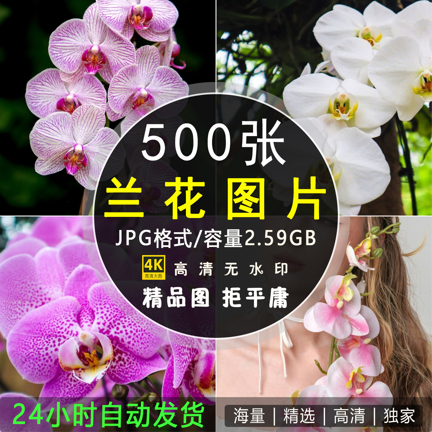 高清兰花图片粉红黄紫色唯美花卉花朵摄影特写照片背景壁纸ps素材