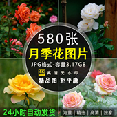 高清月季 花玫瑰摄影特写照片 手机电脑4K壁纸背景图片ps设计素材