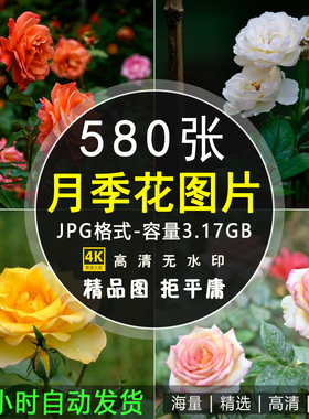 高清月季花玫瑰摄影特写照片 手机电脑4K壁纸背景图片ps设计素材