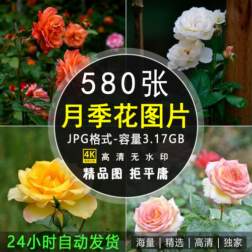 高清月季花玫瑰摄影特写照片 手机电脑4K壁纸背景图片ps设计素材