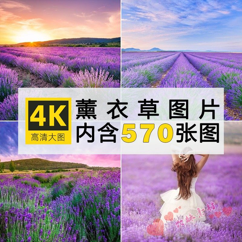 4k高清自然风景薰衣草紫色鲜花野生植物喷绘打印合成jpg图片素材