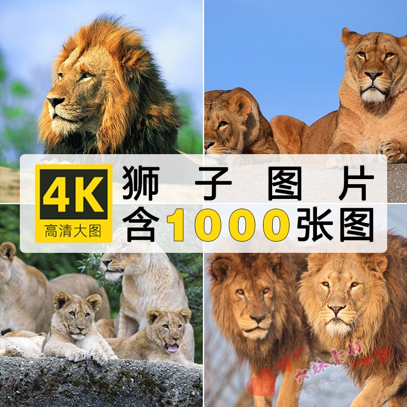 4K高清狮子图片猫科动物凶猛雄狮实拍摄影照片临摹绘画参考ps素材
