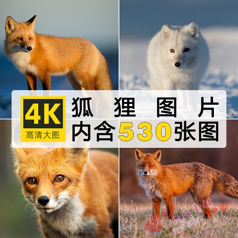高清图片狐狸红狐白狐火狐自然生物野生动物摄影照片JPG背景素材
