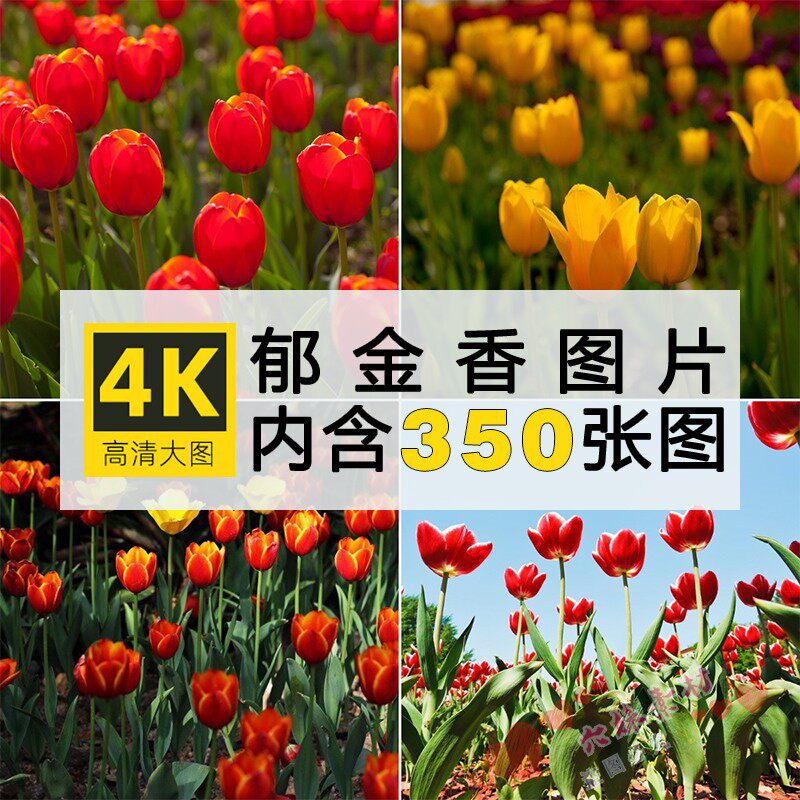 高清图库 郁金香图片花海花田自媒体抖音摄影背景壁纸jpg设计素材
