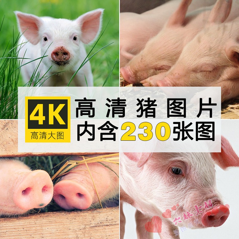 高清猪图片大肥猪小猪野猪山猪黑白猪照片临摹绘画参考设计ps素材